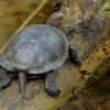 Zelva bahenni - Emys orbicularis - European Pond Turtle 3196